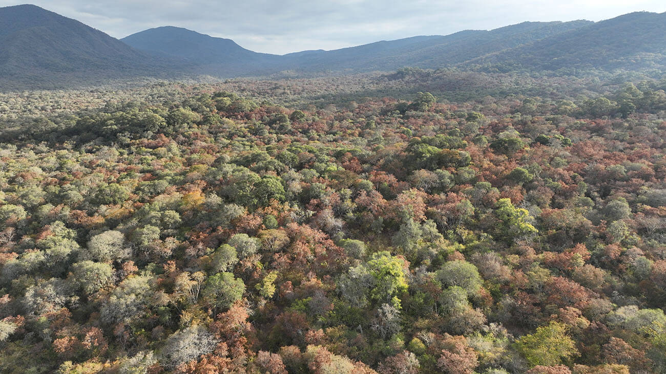 Afforestation in Salta Myroxylon